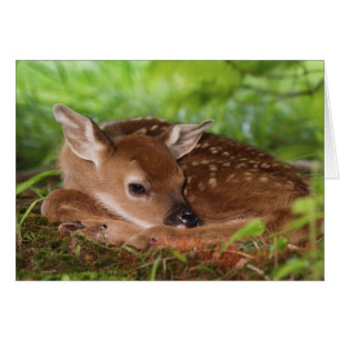 Twee dagen oude baby witstaarthert, Kentucky.