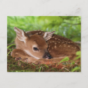 Twee dagen oude baby witstaarthert, Kentucky. Briefkaart