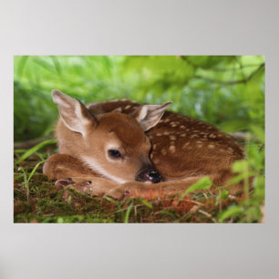 Twee dagen oude baby witstaarthert, Kentucky. Poster