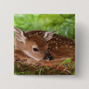 Twee dagen oude baby witstaarthert, Kentucky. Vierkante Button 5,1 Cm