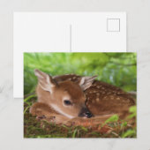 Twee dagen oude Witstaartdij baby, Kentucky. Briefkaart (Voorkant / Achterkant)