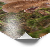 Twee dagen oude Witstaartdij baby, Kentucky. Foto Afdruk (Hoek)