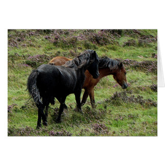 Twee dartmoor-ponies die in de hemel zwerven