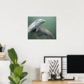 Twee Dolfijnen onder water Poster (Thuiskantoor)