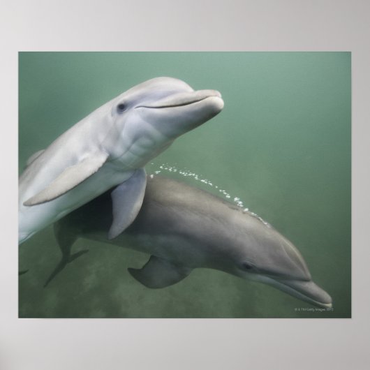 Twee Dolfijnen onder water Poster (Voorkant)