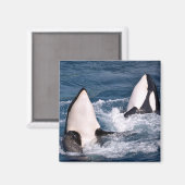 Twee doodwalvissen magneet (Voorkant / Achterkant)