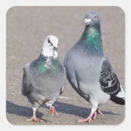 Twee Doves Vierkante Sticker