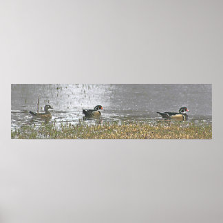 Twee Drake en een Hen Wood Duck Poster