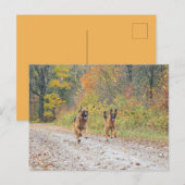 Twee Duitse herders in de herfst Briefkaart (Voorkant / Achterkant)