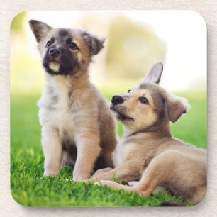 Twee Duitse Puppies Bier Onderzetter