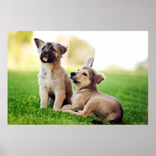 Twee Duitse Puppies Poster