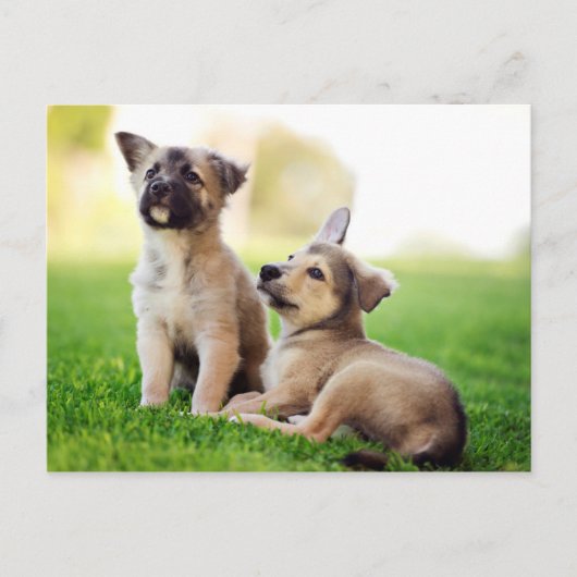 Twee Duitse Puppies van Shepherd Briefkaart (Voorkant)