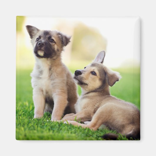 Twee Duitse Puppies van Shepherd Magneet (Voorkant)