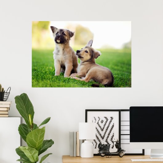 Twee Duitse Puppies van Shepherd Poster (Thuiskantoor)