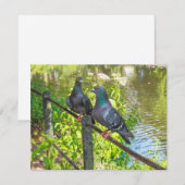 Twee duiven. Roath Park Lake, Cardiff, Wales (Voorkant / Achterkant)