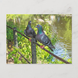 Twee duiven. Roath Park Lake, Cardiff, Wales Briefkaart