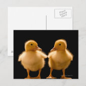 Twee eenden die elkaar bekijken briefkaart (Voorkant / Achterkant)