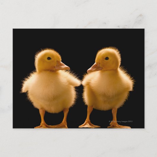 Twee eenden die elkaar bekijken briefkaart (Voorkant)