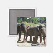 Twee Elephants Magneet (Voorkant / Achterkant)