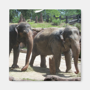 Twee Elephants Magneet