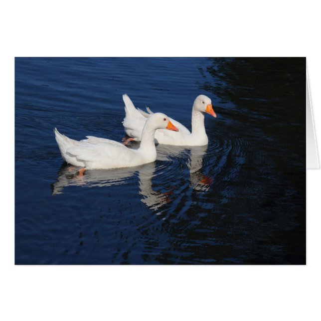Twee Emden Geese (Voorkant Horizontaal)