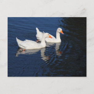 Twee Emden Geese Briefkaart