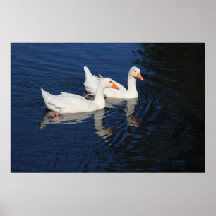 Twee Emden Geese Poster