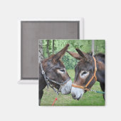 Twee ezels gezegde hallo magneet (Voorkant / Achterkant)