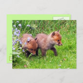Twee Fox Cubs Briefkaart (Voorkant / Achterkant)
