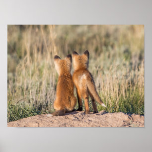 Twee Fox Kits Poster