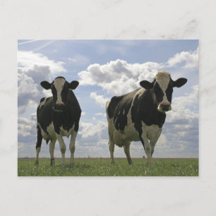Twee Frieesische koeien Briefkaart