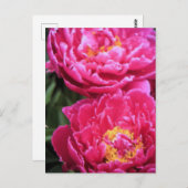 Twee Fuchsia pioen bloeit schilderij Briefkaart (Voorkant / Achterkant)