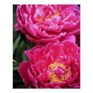 Twee Fuchsia pioen bloeit schilderij Perfect Poster