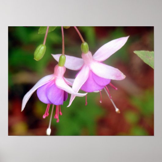 Twee Fuschia Flowers Poster (Voorkant)