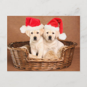 Twee Geel "puppy" van Kerstmis van het Feestdagenkaart