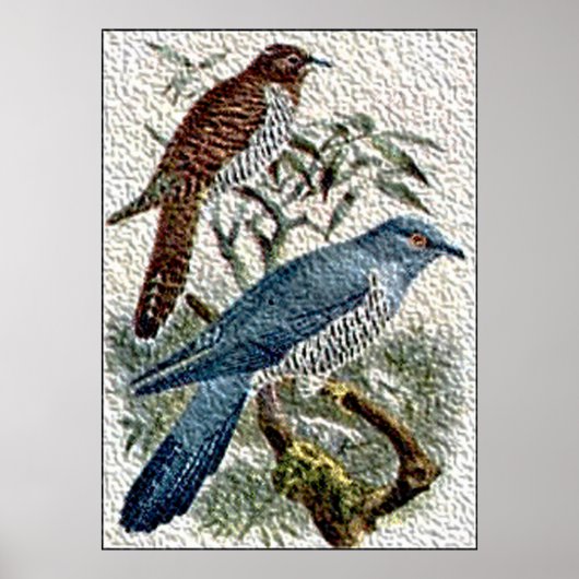 Twee gekleurde Cuckoo-vogels in getextureerd Poste Poster (Voorkant)