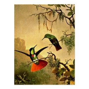 Twee Gekuifde Briljantkolibries, Perfect Poster