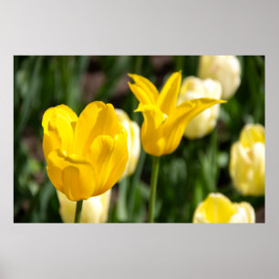 Twee gele tulpen in het veld foto poster