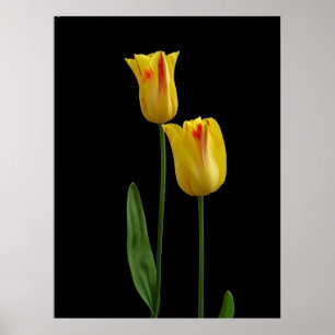 Twee gele tulpen poster