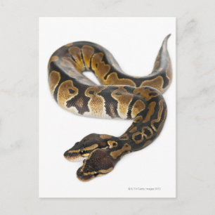 Twee geleide Koninklijke Python of de Python van Briefkaart