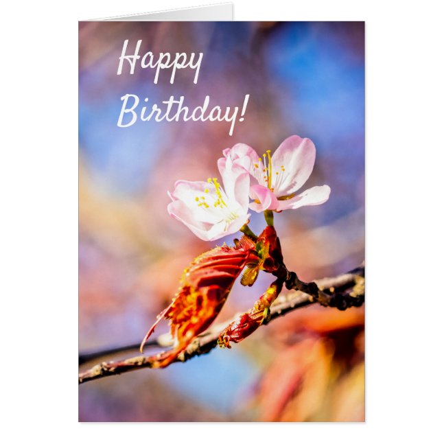 Twee geweldige Sakura Flowers. Roze, blauwe achter (Voorkant)