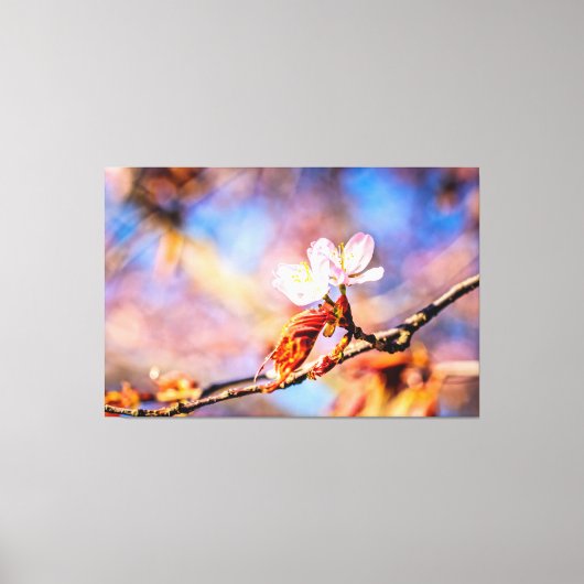 Twee geweldige Sakura Flowers. Roze, blauwe achter Canvas Afdruk (Voorkant)