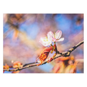 Twee geweldige Sakura Flowers. Roze, blauwe achter Tafelkleed