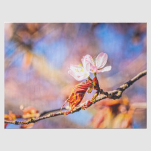 Twee geweldige Sakura Flowers. Roze, blauwe achter Tissuepapier