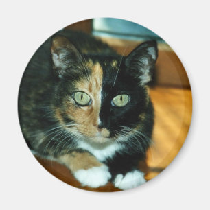 Twee gezichten kat magneet