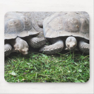 Twee gigantische schildpadden muismat