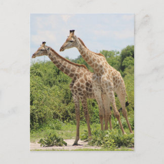 Twee giraffen briefkaart