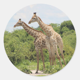 Twee giraffen ronde sticker