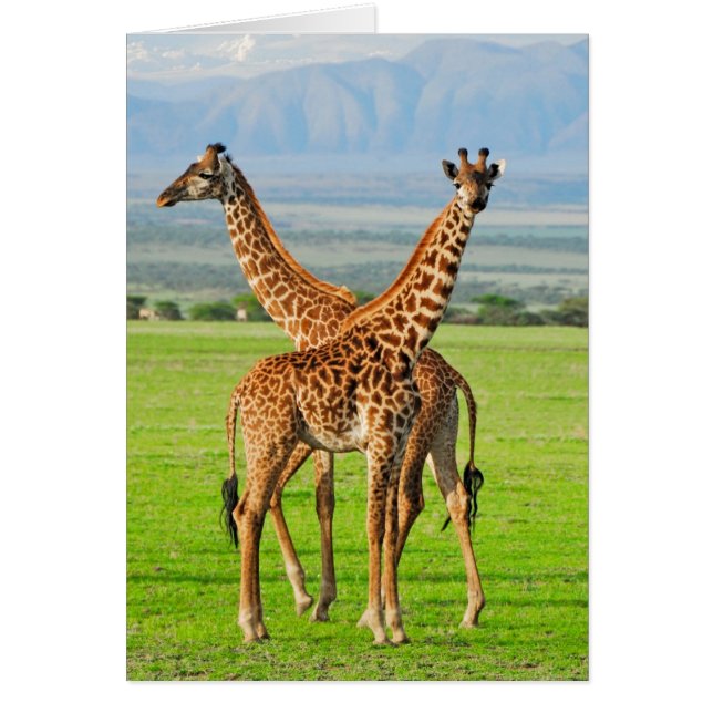 Twee Giraffes (Voorkant)