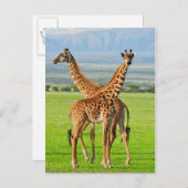 Twee Giraffes Briefkaart (Voorkant / Achterkant)